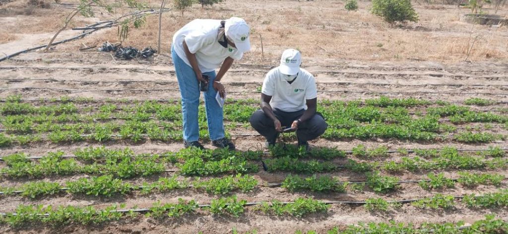 Agents Suqali Mbay Mi effectuant un suivi numérique sur le terrain au Sénégal